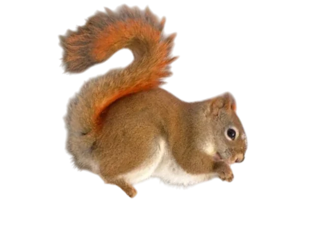 Tamiasciurus hudsonicus Egern